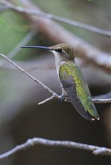 Black-chinned Hummingbird